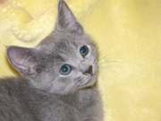 Русские голубые котята Тюмень продам