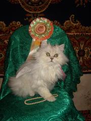  котята  породы персидская шиншила